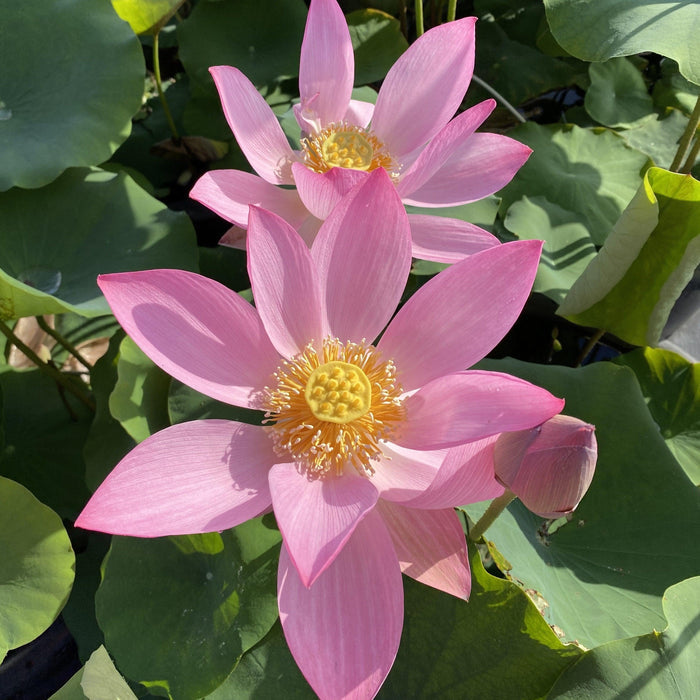 Dunhuang Red Lotus (Bare Root) - Play It Koi