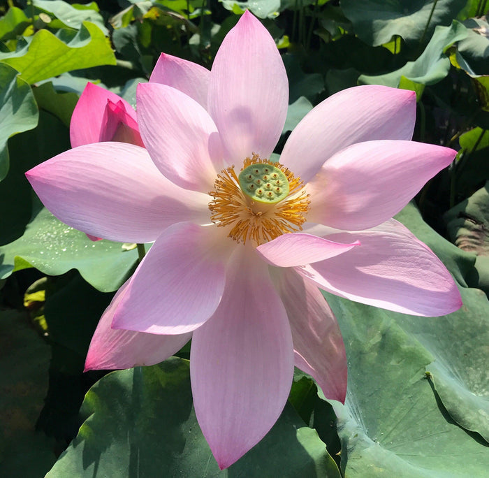 Dunhuang Red Lotus (Bare Root) - Play It Koi