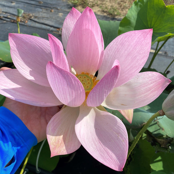 Dunhuang Red Lotus (Bare Root) - Play It Koi
