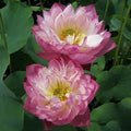 Elite Red - Sweet Flowers Lotus (Bare Root) - Play It Koi
