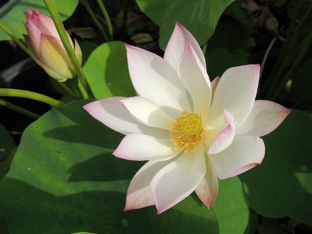 Embolene Lotus (Bare Root) - Play It Koi
