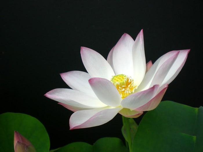 Embolene Lotus (Bare Root) - Play It Koi