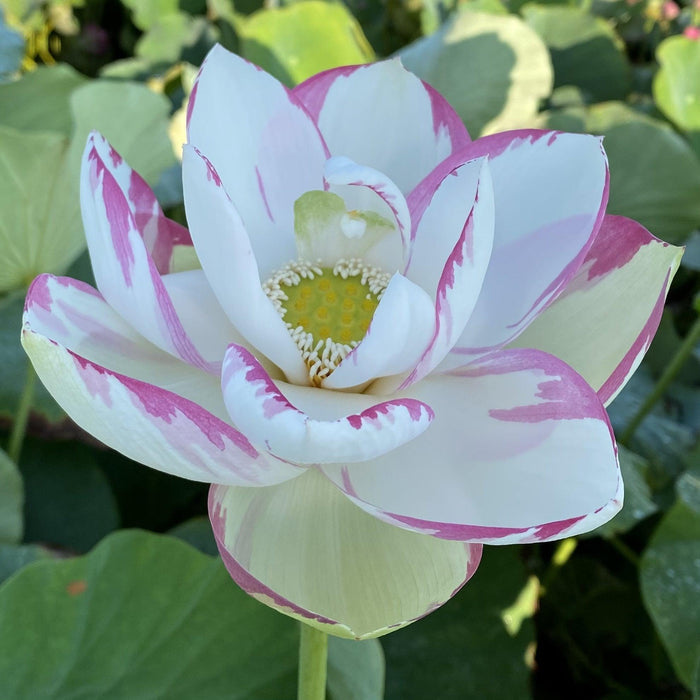 Empress Lotus (Bare Root) - Play It Koi