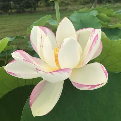 Empress Lotus (Bare Root) - Play It Koi