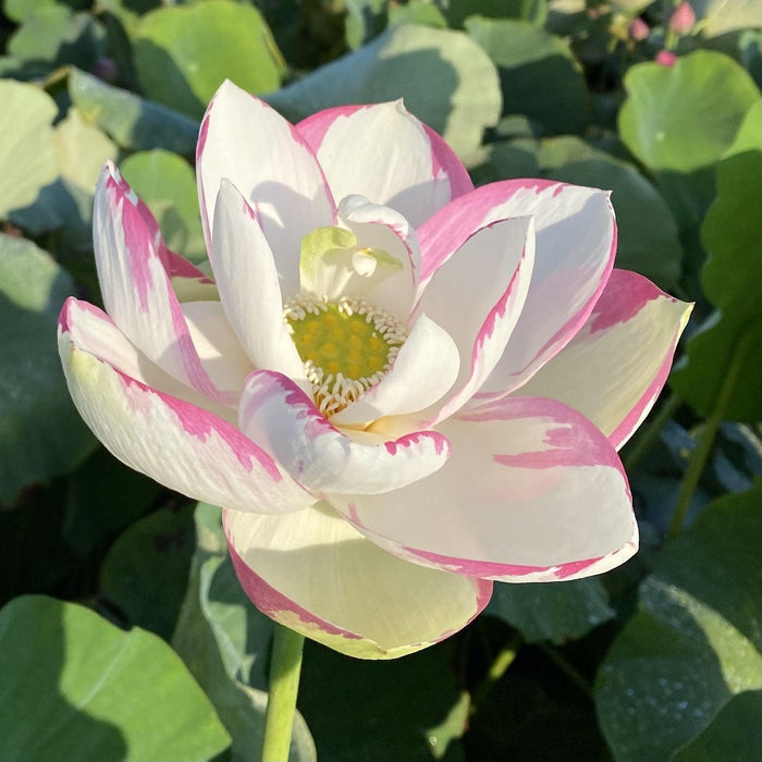 Empress Lotus (Bare Root) - Play It Koi