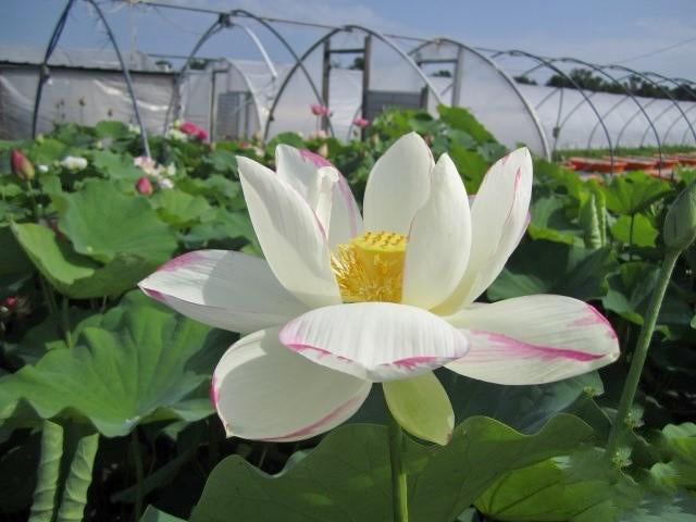 Empress Lotus (Bare Root) - Play It Koi