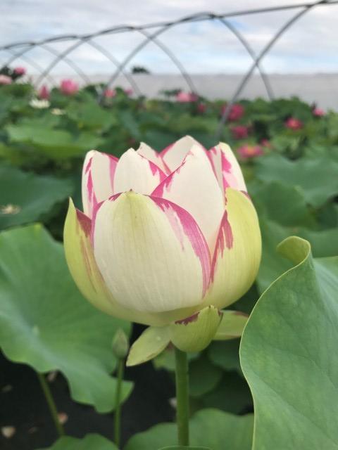 Empress Lotus (Bare Root) - Play It Koi