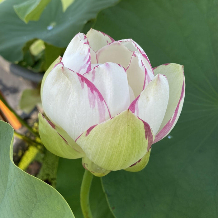 Empress Lotus (Bare Root) - Play It Koi