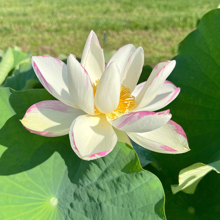 Empress Lotus (Bare Root) - Play It Koi