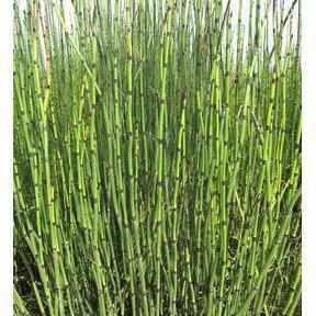 Equisetum Hyemale 'Robustum' - Giant Horsetail (Bare Root) - Play It Koi