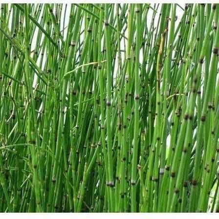 Equisetum Hyemale 'Robustum' - Giant Horsetail (Bare Root) - Play It Koi