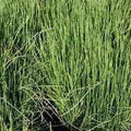 Equisetum Scirpoides - Dwarf Horsetail (Bare Root) - Play It Koi