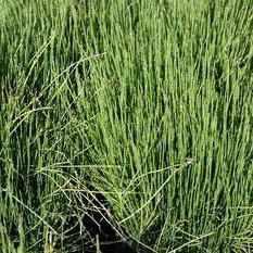 Equisetum Scirpoides - Dwarf Horsetail (Bare Root) - Play It Koi