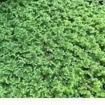 Fairy Moss - Azolla Caroliniana - Play It Koi
