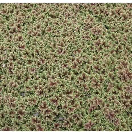 Fairy Moss - Azolla Caroliniana - Play It Koi