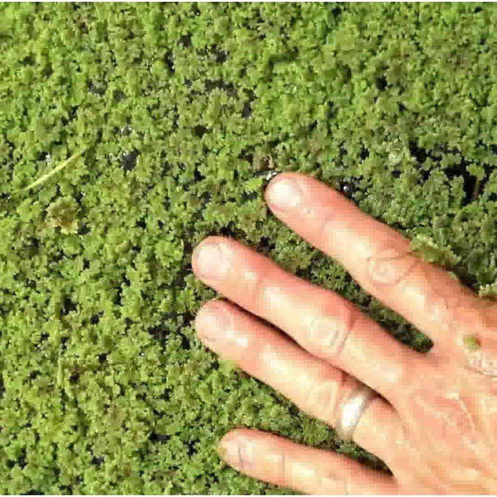 Fairy Moss - Azolla Caroliniana - Play It Koi