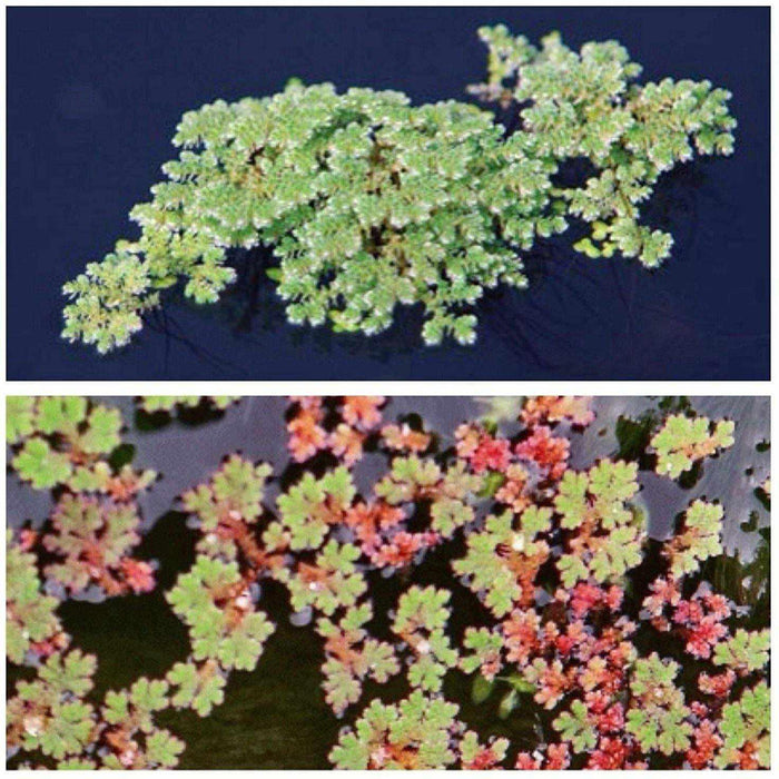 Fairy Moss - Azolla Caroliniana - Play It Koi