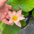 Fairy Tale Minature Lotus (Bare Root)