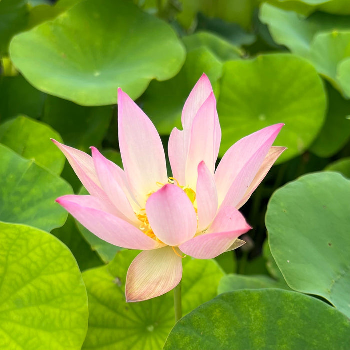 Fairy Tale Minature Lotus (Bare Root)