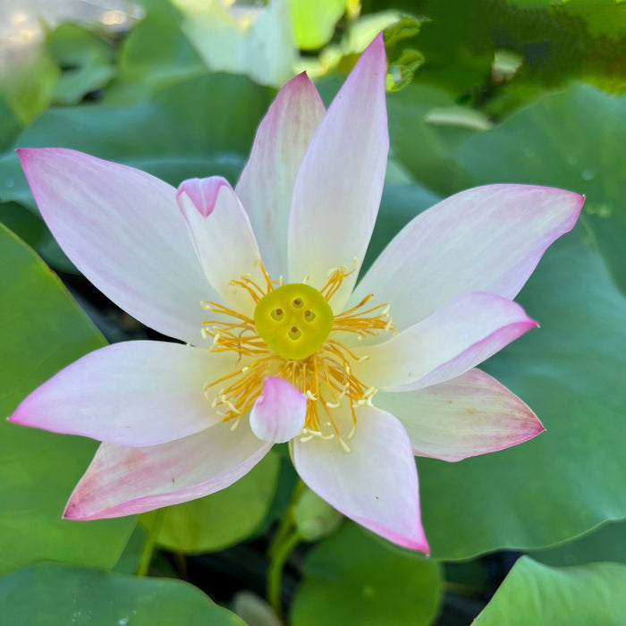 Fairy Tale Minature Lotus (Bare Root)