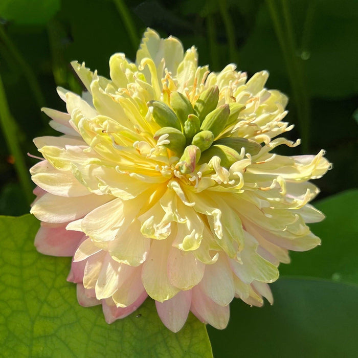 False Moonlight Lotus (Bare Root) - Play It Koi