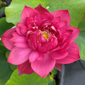 Fire Crane - Red Lotus (Bare Root) - Play It Koi