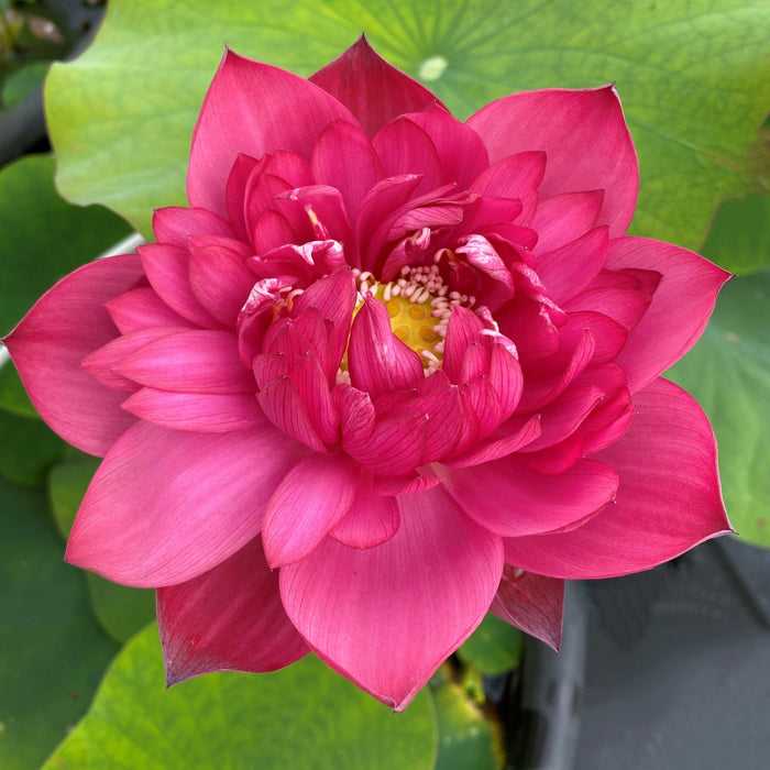 Fire Crane - Red Lotus (Bare Root) - Play It Koi