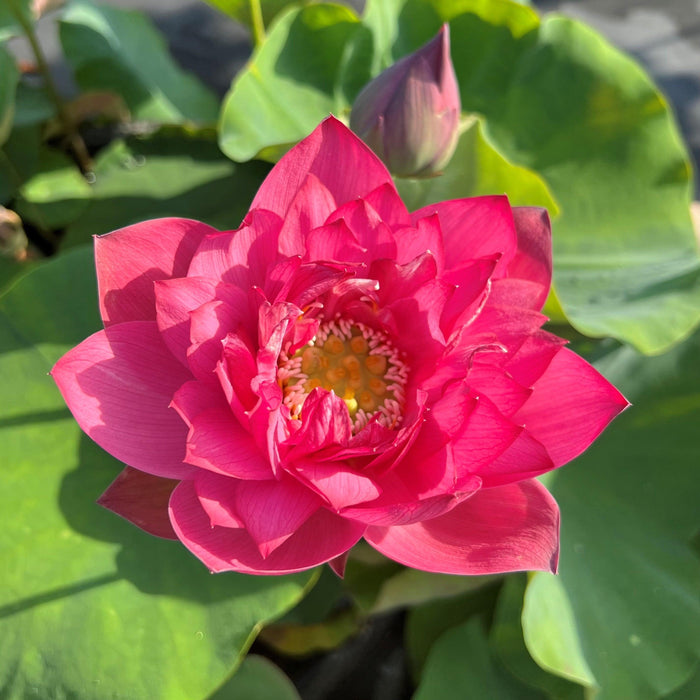 Fire Crane - Red Lotus (Bare Root) - Play It Koi