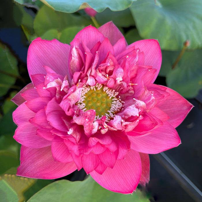 Fire Crane - Red Lotus (Bare Root) - Play It Koi