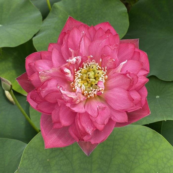 Fire Crane - Red Lotus (Bare Root) - Play It Koi