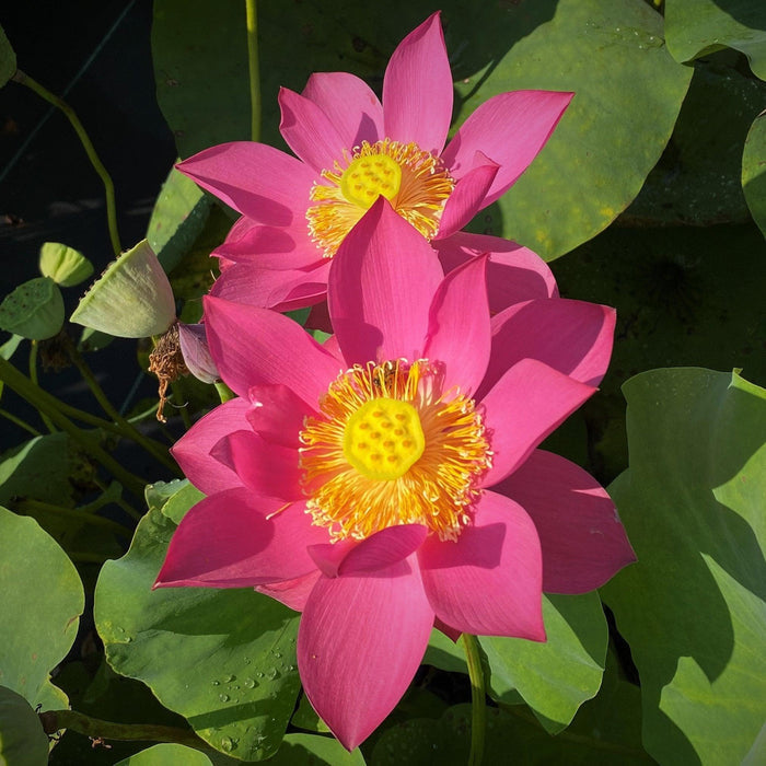 Fire Red - Tiny Red Firepower Lotus (Bare Root) - Play It Koi