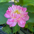 First Kiss - Very Small Lotus (Bare Root)