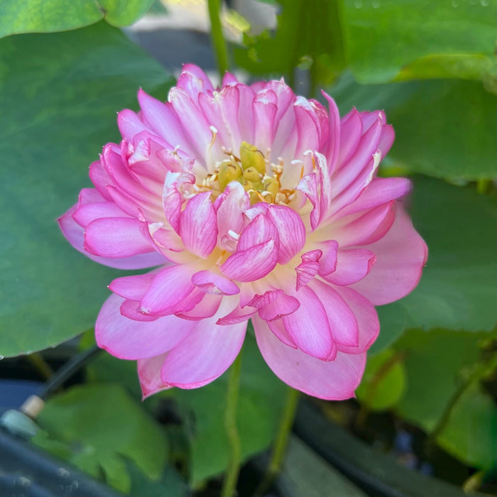 First Kiss - Very Small Lotus (Bare Root)