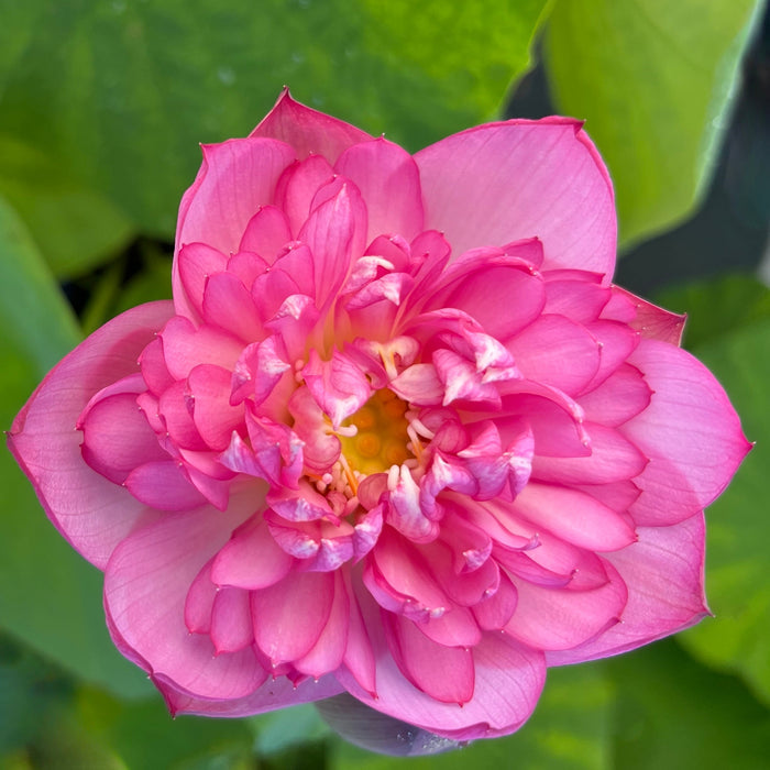 First Kiss - Very Small Lotus (Bare Root)