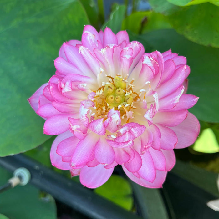 First Kiss - Very Small Lotus (Bare Root)