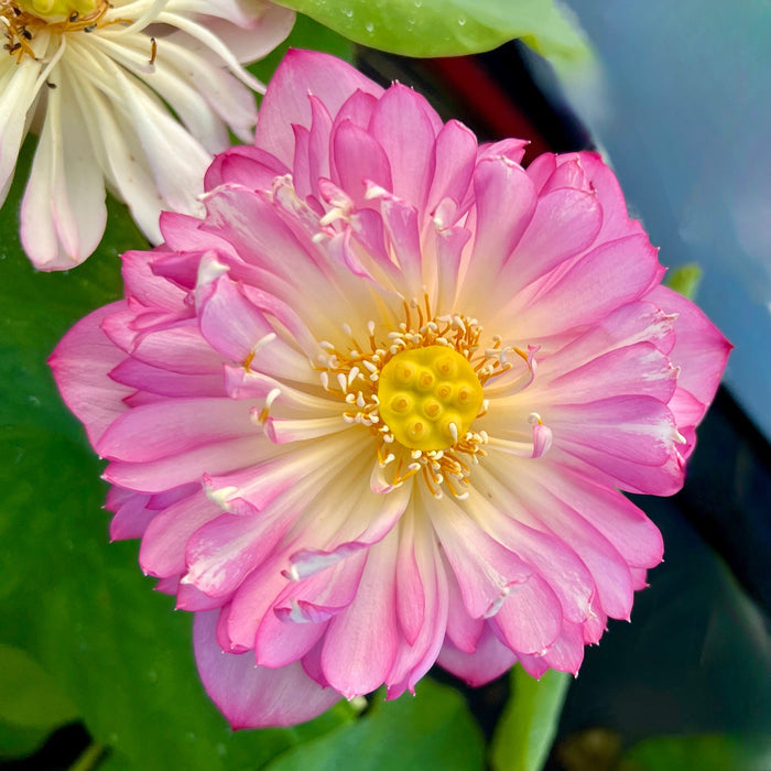 First Kiss - Very Small Lotus (Bare Root)