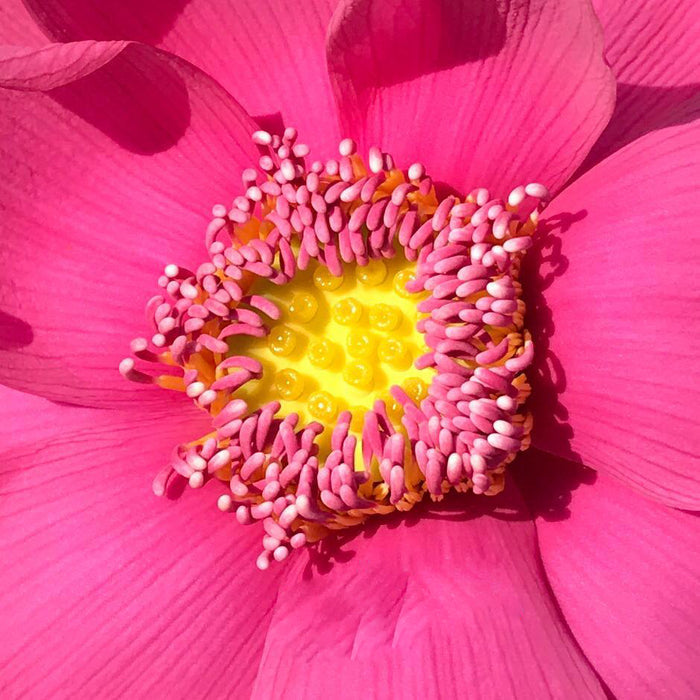 Flamingo - Red Stamen Lotus (Bare Root) - Play It Koi
