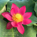 Flare in Heavenly Lake Lotus (Bare Root)