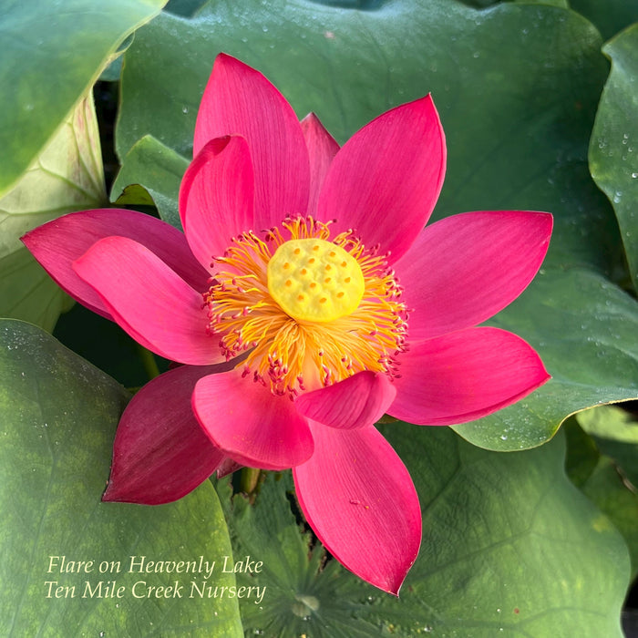 Flare in Heavenly Lake Lotus (Bare Root)