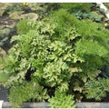 Floating Fern (Ceratopteris Thalicroides form Cornuta) - Play It Koi