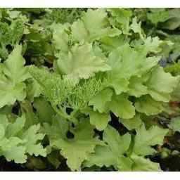 Floating Fern (Ceratopteris Thalicroides form Cornuta) - Play It Koi