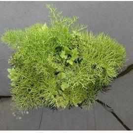 Floating Fern (Ceratopteris Thalicroides form Cornuta) - Play It Koi