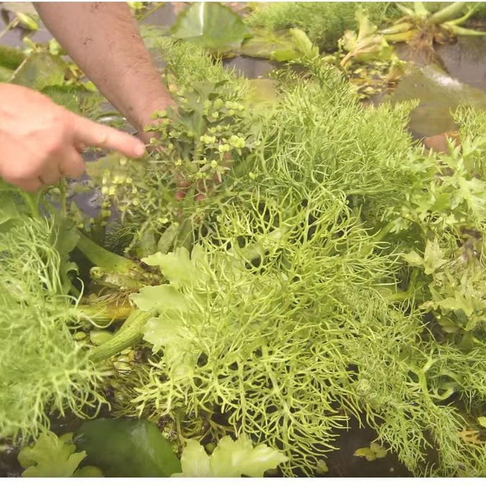 Floating Fern (Ceratopteris Thalicroides form Cornuta) - Play It Koi