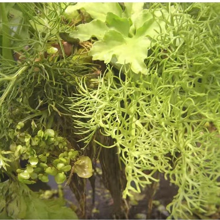 Floating Fern (Ceratopteris Thalicroides form Cornuta) - Play It Koi