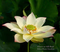 Flower on Silk Road Lotus (Bare Root)