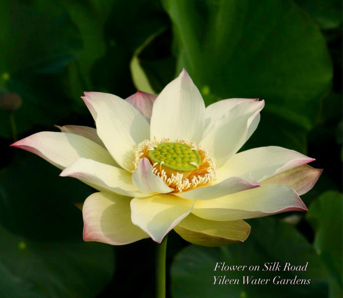 Flower on Silk Road Lotus (Bare Root)