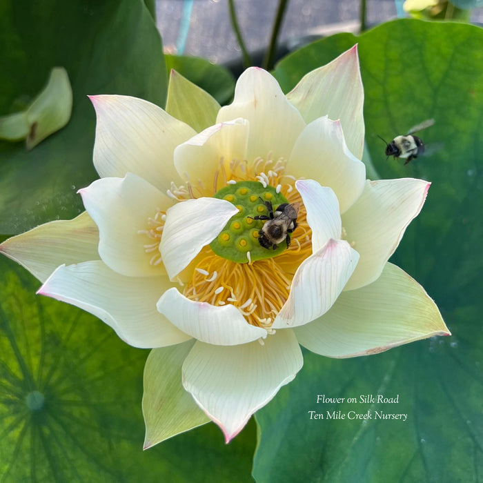 Flower on Silk Road Lotus (Bare Root)