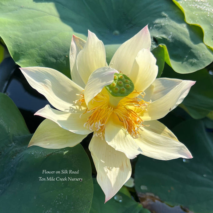 Flower on Silk Road Lotus (Bare Root)