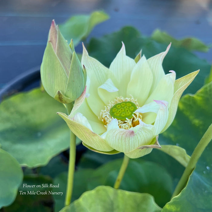 Flower on Silk Road Lotus (Bare Root)