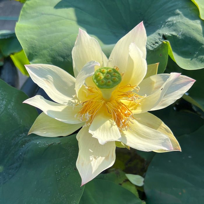 Flower on Silk Road Lotus (Bare Root)